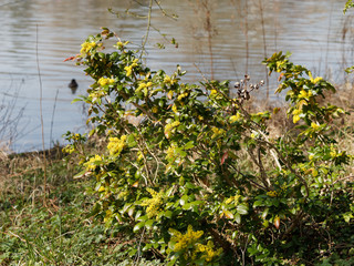 Mahonia faux houx ou Mahonia à feuilles de houx (Berberis aquifolium)