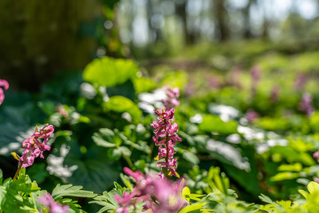 signs of spring corydalis flowers in frankfurt, germany