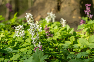 signs of spring corydalis flowers in frankfurt, germany