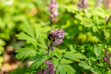 signs of spring: a bumblebee on corydalis flower in frankfurt, germany