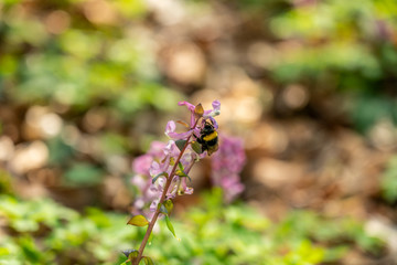 signs of spring corydalis flowers in frankfurt, germany