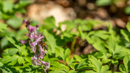 signs of spring: a beeon corydalis flower in frankfurt, germany