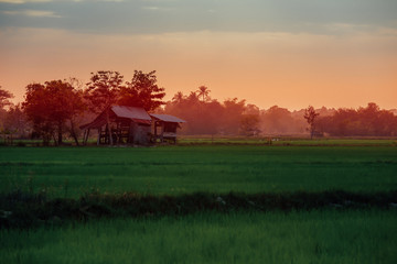 Rice Paddy, Agricultural Field, Dusk, Farm, Rice - Cereal Plant