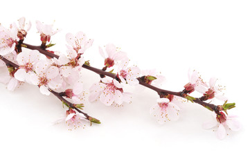 Spring flowering with apricot branch.