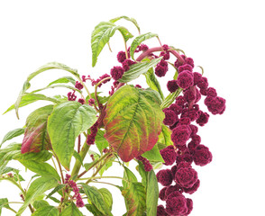 Amaranth with red flowers.