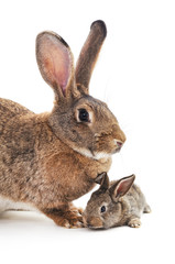Rabbit and a small bunny.