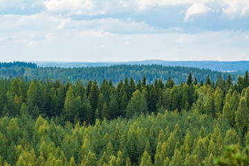 Fototapeta premium Forest landscape