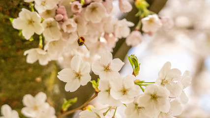 White Cherry blossoms in Frankfurt, Hesse, Germany, Europe