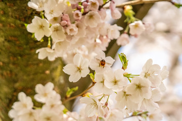 White Cherry blossoms in Frankfurt, Hesse, Germany, Europe
