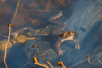 in spring, for green frogs mating