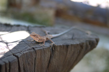 lizard on wood