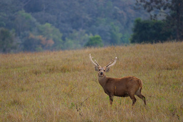 red deer in the forest