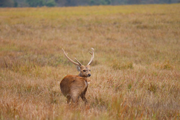 red deer in the forest