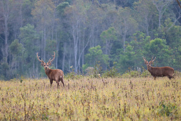 deer in the forest