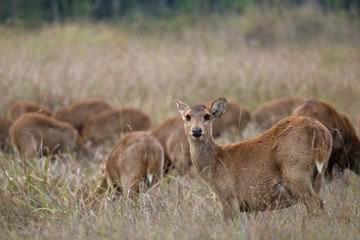 deer in forest