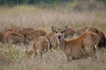 herd of deer