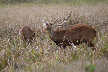 deer in the forest