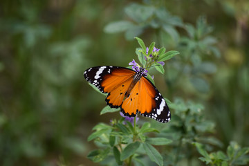 Butterfly on pink flowers outdoors 