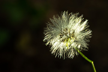 little fuzzy flower