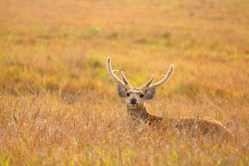 deer in field