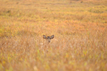 deer in field