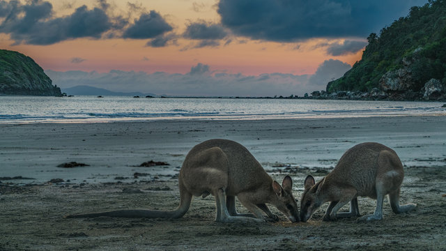K&auml;ngurus bei Sonnenaufgang am Meer in Queensland Australien