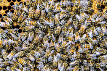 Honey bee beehive Wax Frame with hundrets of bees working