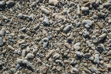 Great Barrier Reef Korallenreste am Strand on Lady Elliot Island