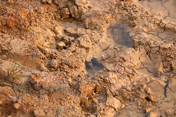 wild footprints
