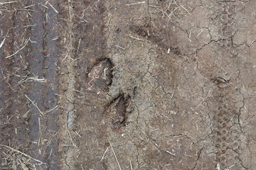 wild footprints