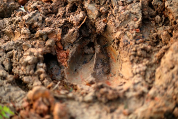 wild footprints