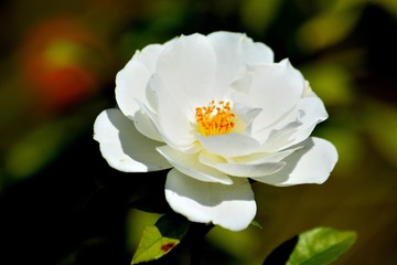 Obraz premium URUGUAY,Montevideo, Parque Rodo, Rosaleda