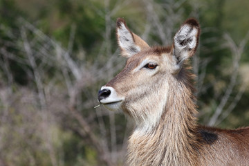 Wasserbock / Waterbuck / Kobus ellipsiprymnus
