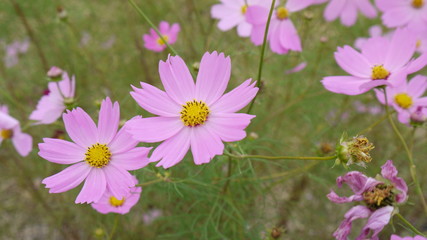 Pink Cosmos