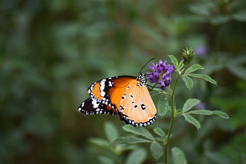 Butterfly on flower plant, insect wildlife animal close up wallpaper background