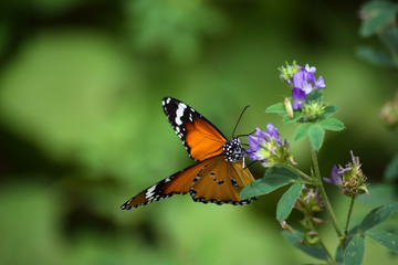 Butterfly on green plant leaf in garden, close up insect moth outdoor wallpaper background