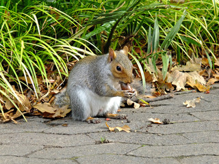 squirrel