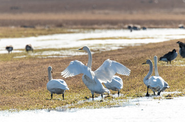Whooper swans in Partly Snowy Field