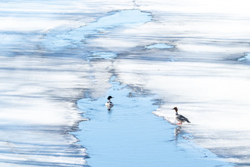 Pair of Common Merganser on ice and in water