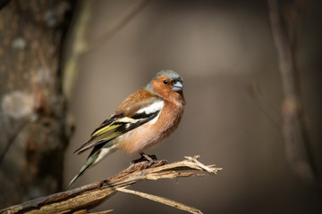 Common chaffinch Bird Close Up