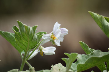 Egg Flowers In White Color Vegetable Plant Leaf In Home Garden. flora close up background wallpaper