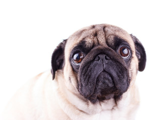 Portrait of a pug dog with big sad eyes. Isolated