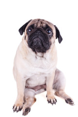 Sad dog pug sits and looking up. Isolated