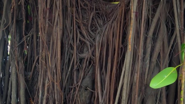 Tropical forest with big old tree trunk and large roots. Chinese rainforest with old plants.