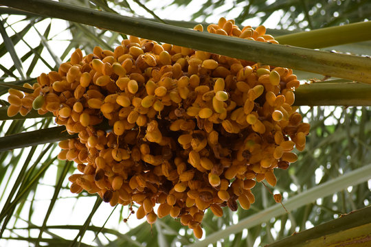 Sweet fruit dates unripen Asian yellow date hanging on palm tree in garden. Ramadan food close up natural fresh background wallpaper
