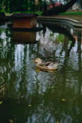 duck floats in a pond