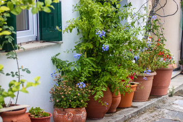 Flower pots with blooming plants