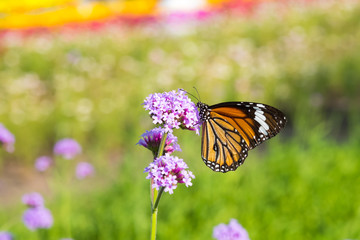 Male Common Tiger butterfly
