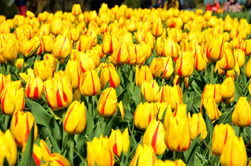 Obraz premium Keukenhof, The Garden of Europe in Spring