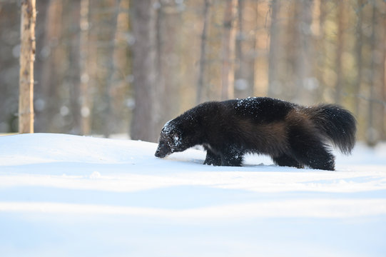 Wolverine In The Snow